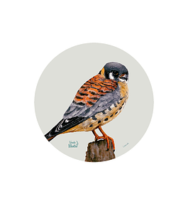 Set 6 individuales Cernícalo- Redondo 37 x 37 cm