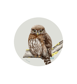 Set 6 individuales Chuncho Austral - Redondo 37 x 37 cm