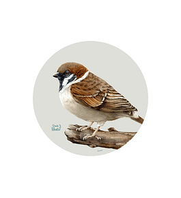 Set 6 individuales Gorrión - Redondo 37 x 37 cm