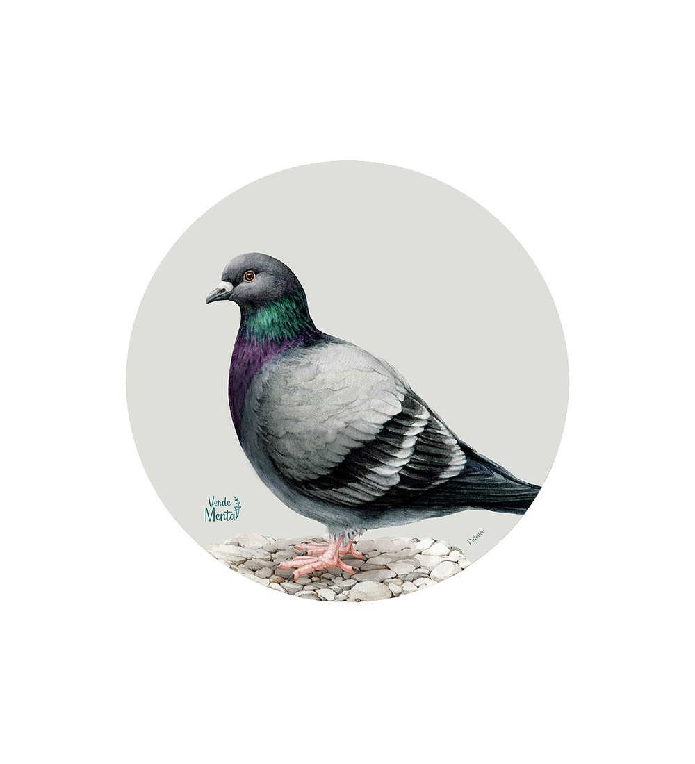 Set 6 individuales Paloma- Redondo 37 x 37 cm