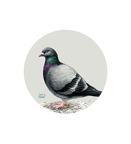 Set 6 individuales Paloma- Redondo 37 x 37 cm