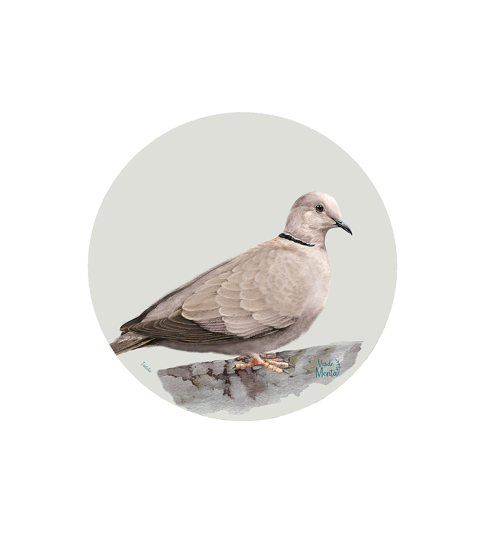 Set 6 individuales Tórtola - Redondo 37 x 37 cm