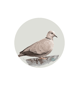 Set 6 individuales Tórtola - Redondo 37 x 37 cm