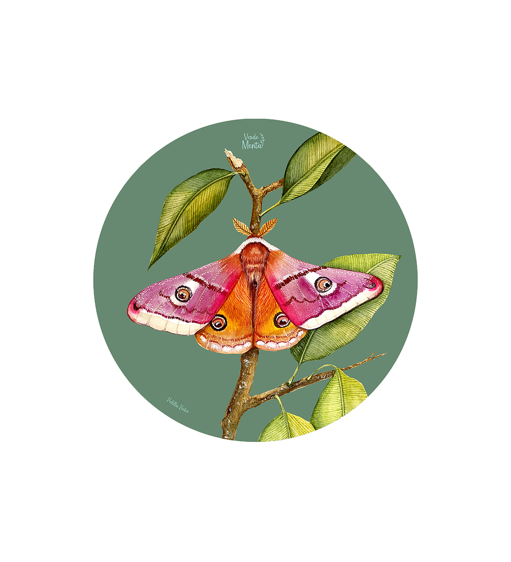 SET 6 INDIVIDUALES POLILLA BUHO REDONDO