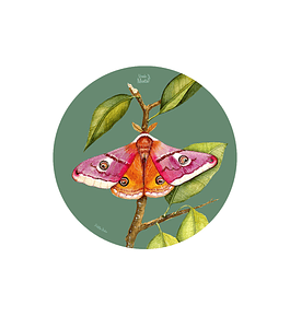 SET 6 INDIVIDUALES POLILLA BUHO REDONDO