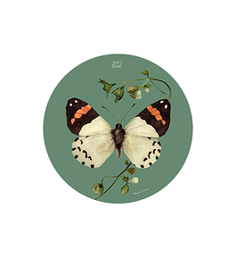 SET 6 INDIVIDUALES MARIPOSA EROESSA REDONDO