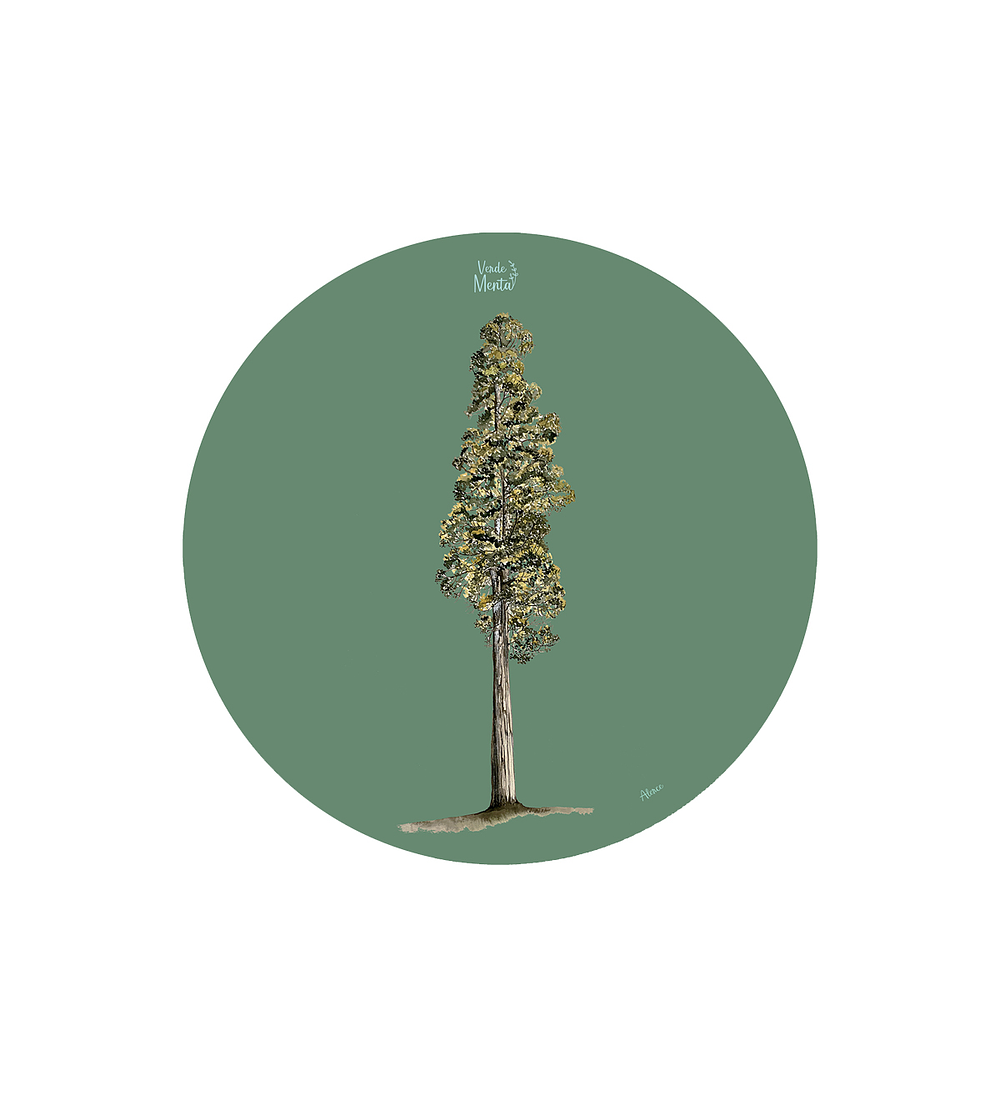 SET 6 INDIVIDUALES ALERCE REDONDO