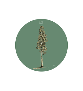 SET 6 INDIVIDUALES ALERCE REDONDO