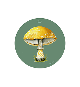 SET 6 INDIVIDUALES AMANITA AMARILLA REDONDO