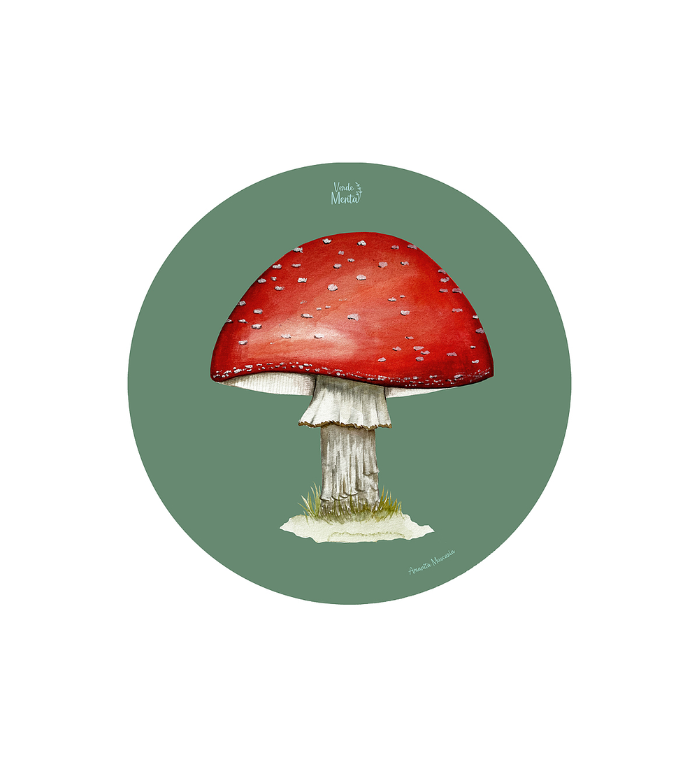 SET 6 INDIVIDUALES AMANITA REDONDO