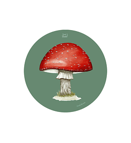 SET 6 INDIVIDUALES AMANITA REDONDO