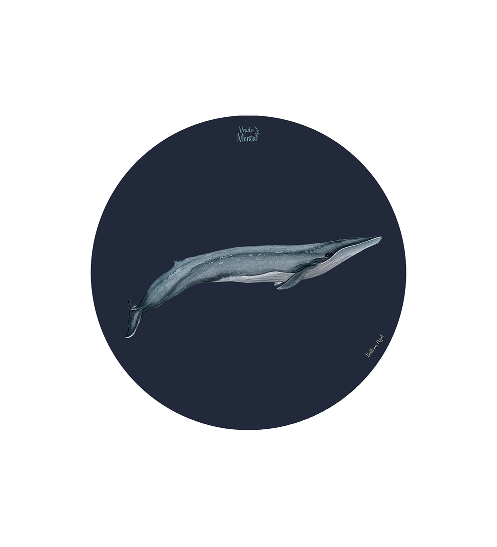 SET 6 INDIVIDUALES BALLENA AZUL REDONDO