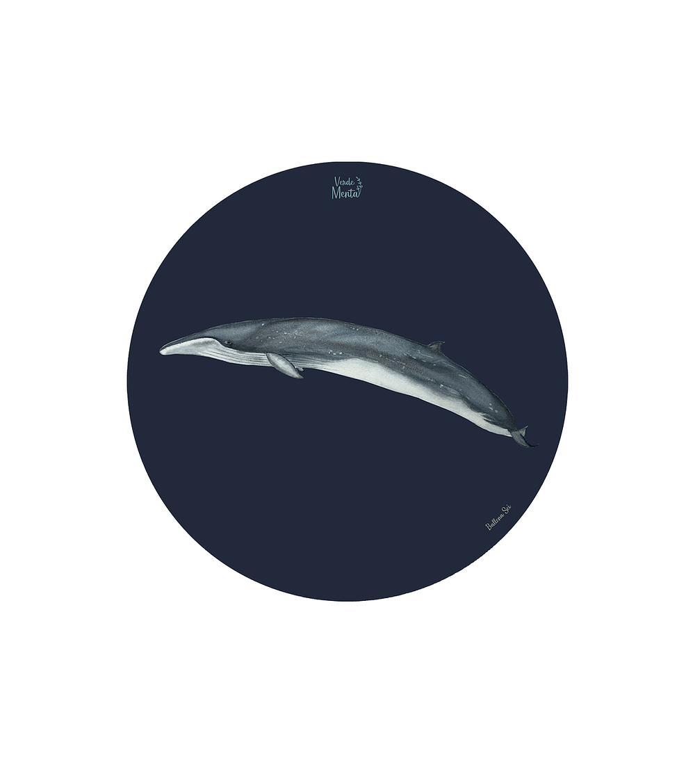 SET 6 INDIVIDUALES BALLENA SEI REDONDO