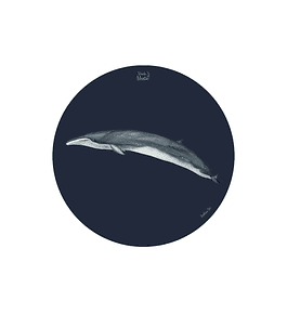 SET 6 INDIVIDUALES BALLENA SEI REDONDO