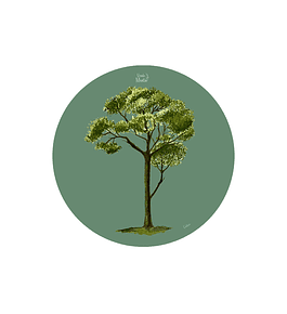 SET 6 INDIVIDUALES COIHUE REDONDO