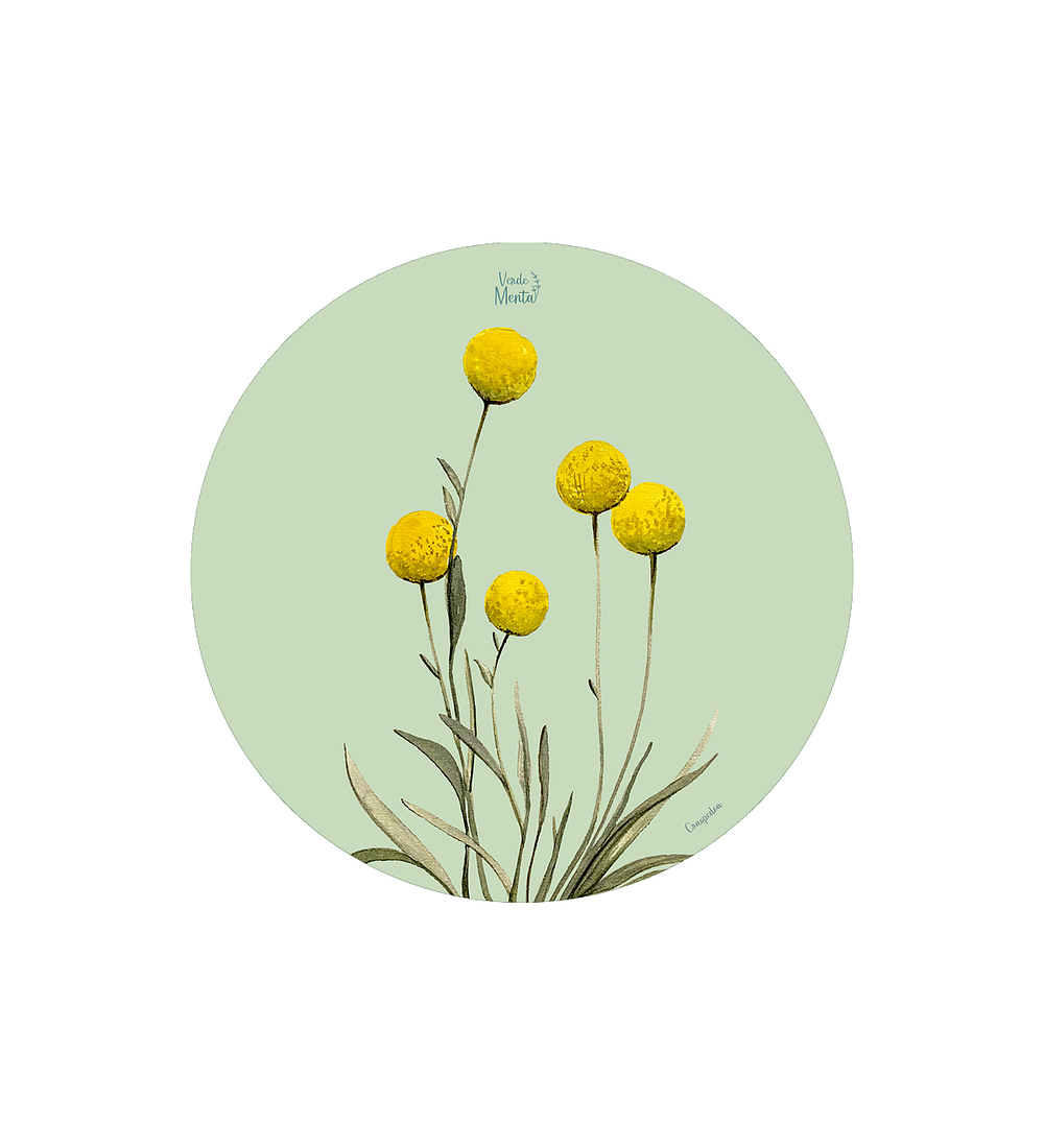 SET 6 INDIVIDUALES CRASPEDIA REDONDO