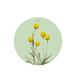 SET 6 INDIVIDUALES CRASPEDIA REDONDO