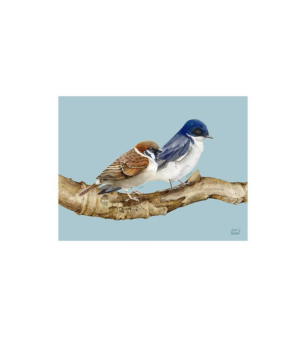 SET 8 INDIVIDUALES GOLONDRINA Y GORRIÓN RECTANGULAR 32 X 42 CM