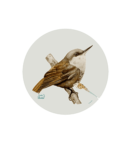 SET DE 6 INDIVIDUALES COMESEBO REDONDO