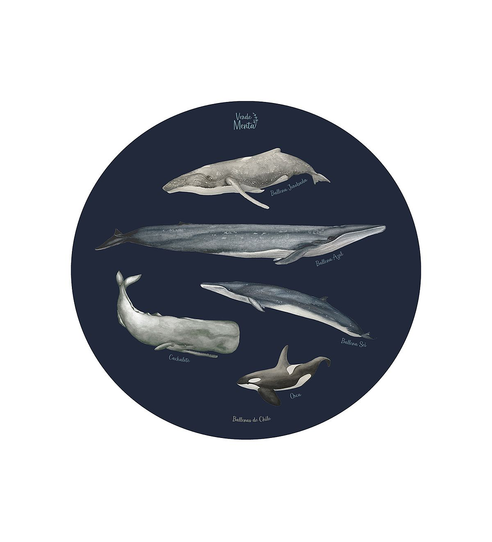 SET DE 6 INDIVIDUALES BALLENAS DE CHILE REDONDO