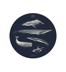 SET DE 6 INDIVIDUALES BALLENAS DE CHILE REDONDO