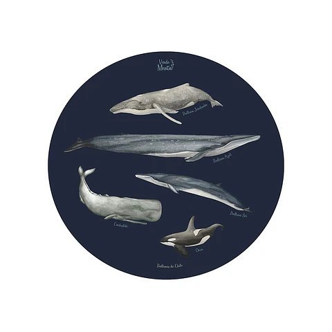SET DE 6 INDIVIDUALES BALLENAS DE CHILE REDONDO