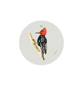 Set 12 Posavasos Redondos Carpintero