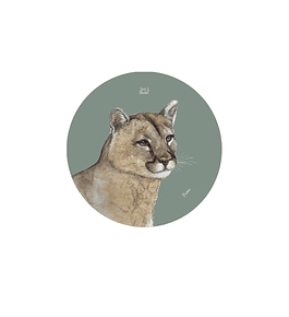 Set 12 Posavasos Redondos Puma