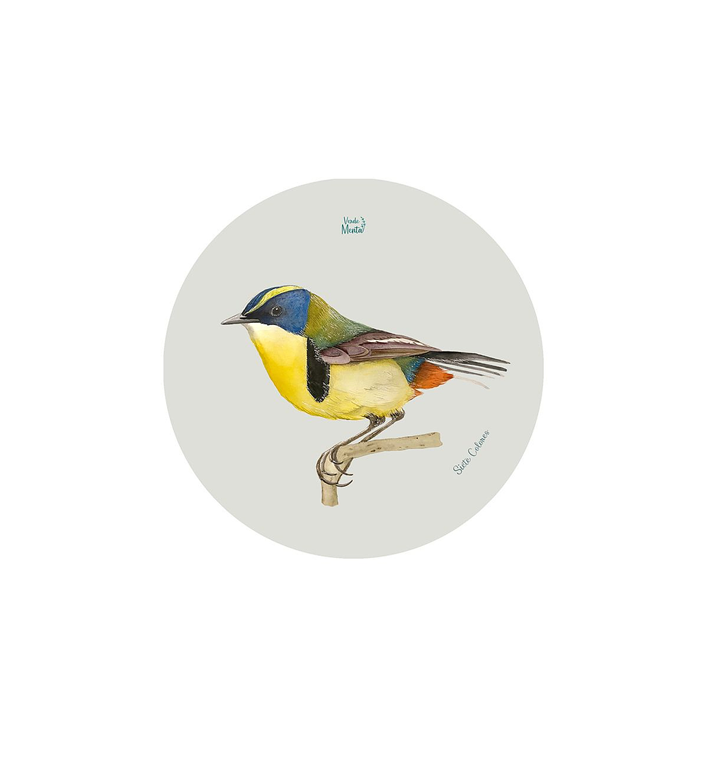 Set 12 Posavasos Redondos Siete Colores