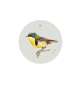 Set 12 Posavasos Redondos Siete Colores