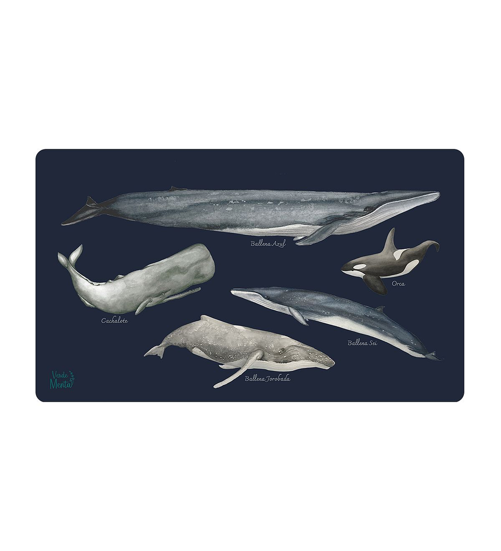 OFFICE PAD BALLENAS DE CHILE 40 x 70 cm