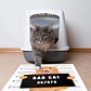 BAD CAT 70 X 70 CM - Outlet - Miniatura 3
