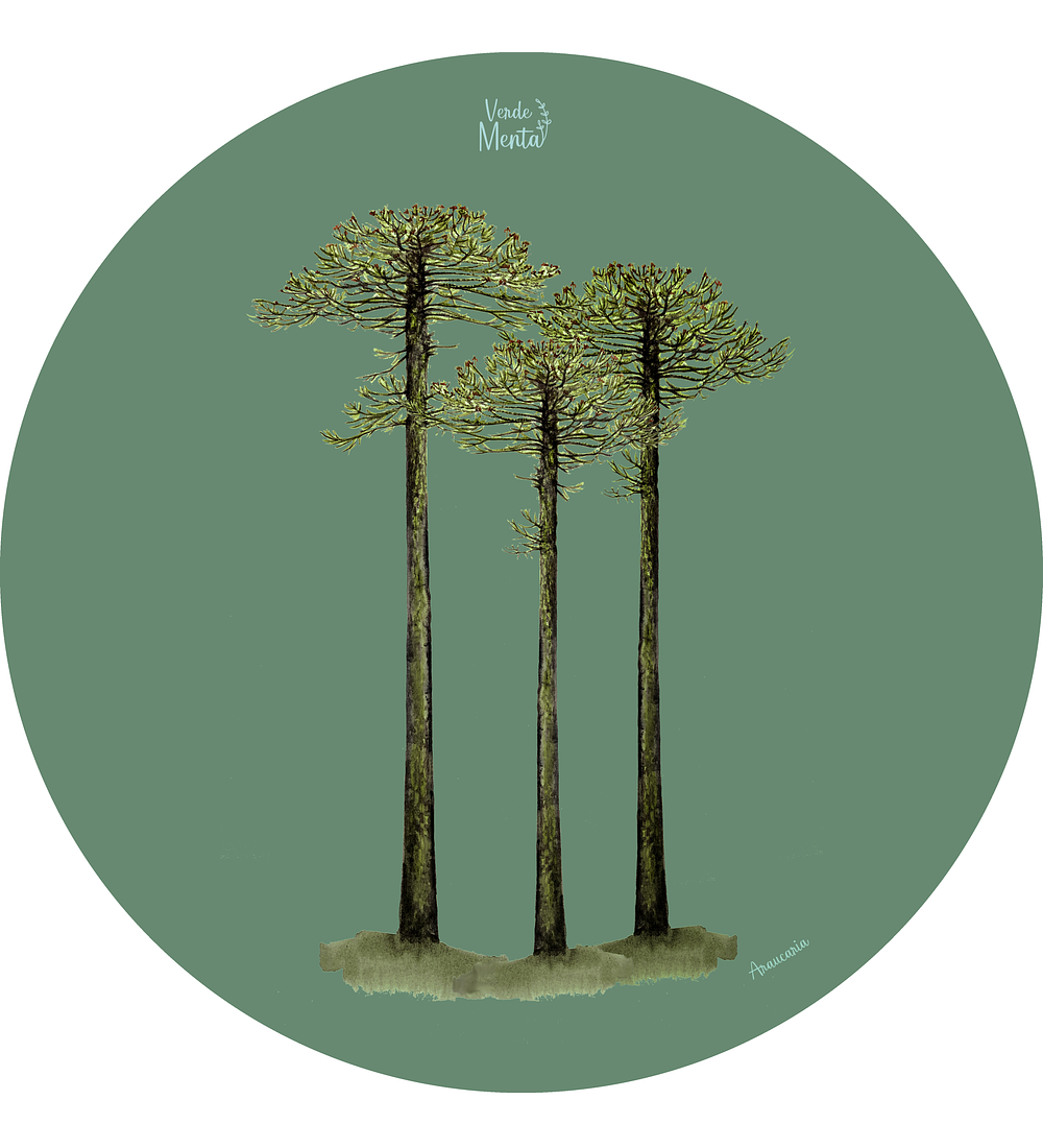 Set 6 individuales Araucaria Redondo 37 x 37 cm