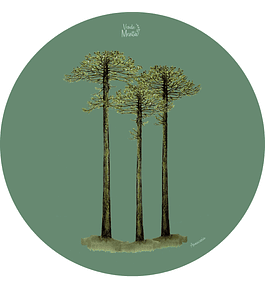 Set 6 individuales Araucaria Redondo 37 x 37 cm