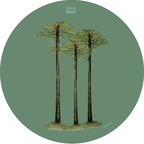 Set 6 individuales Araucaria Redondo 37 x 37 cm