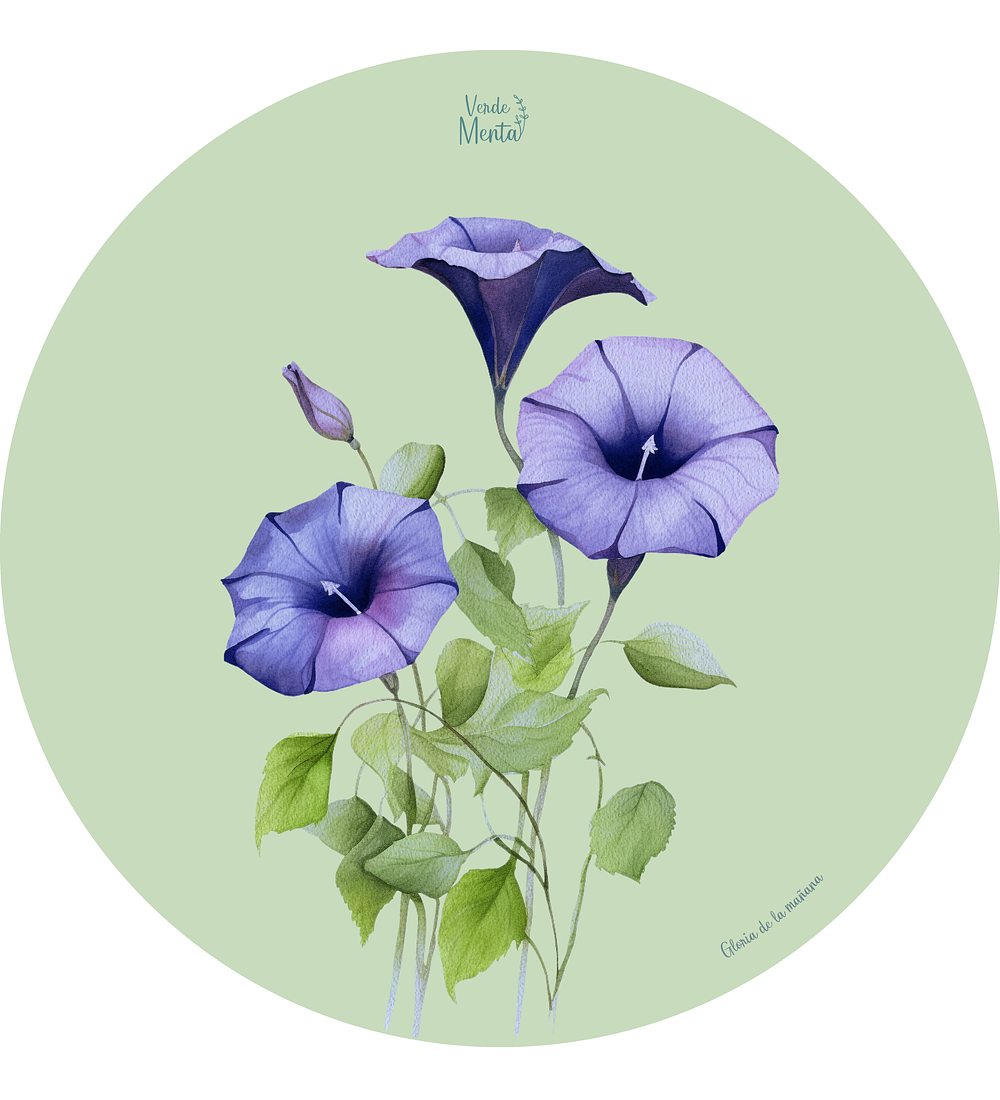 Set 6 individuales Gloria de la mañana Redondo 37 x 37 cm