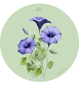 Set 6 individuales Gloria de la mañana Redondo 37 x 37 cm