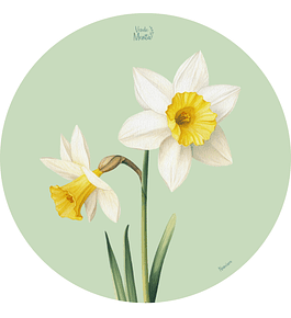 Set 6 individuales Narcisos Redondo 37 x 37 cm