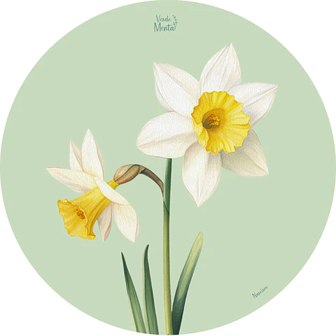 Set 6 individuales Narcisos Redondo 37 x 37 cm
