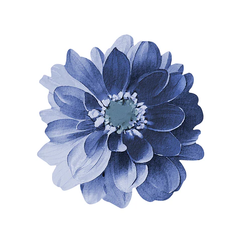 Set 6 Nov Blue Dahlia Flower