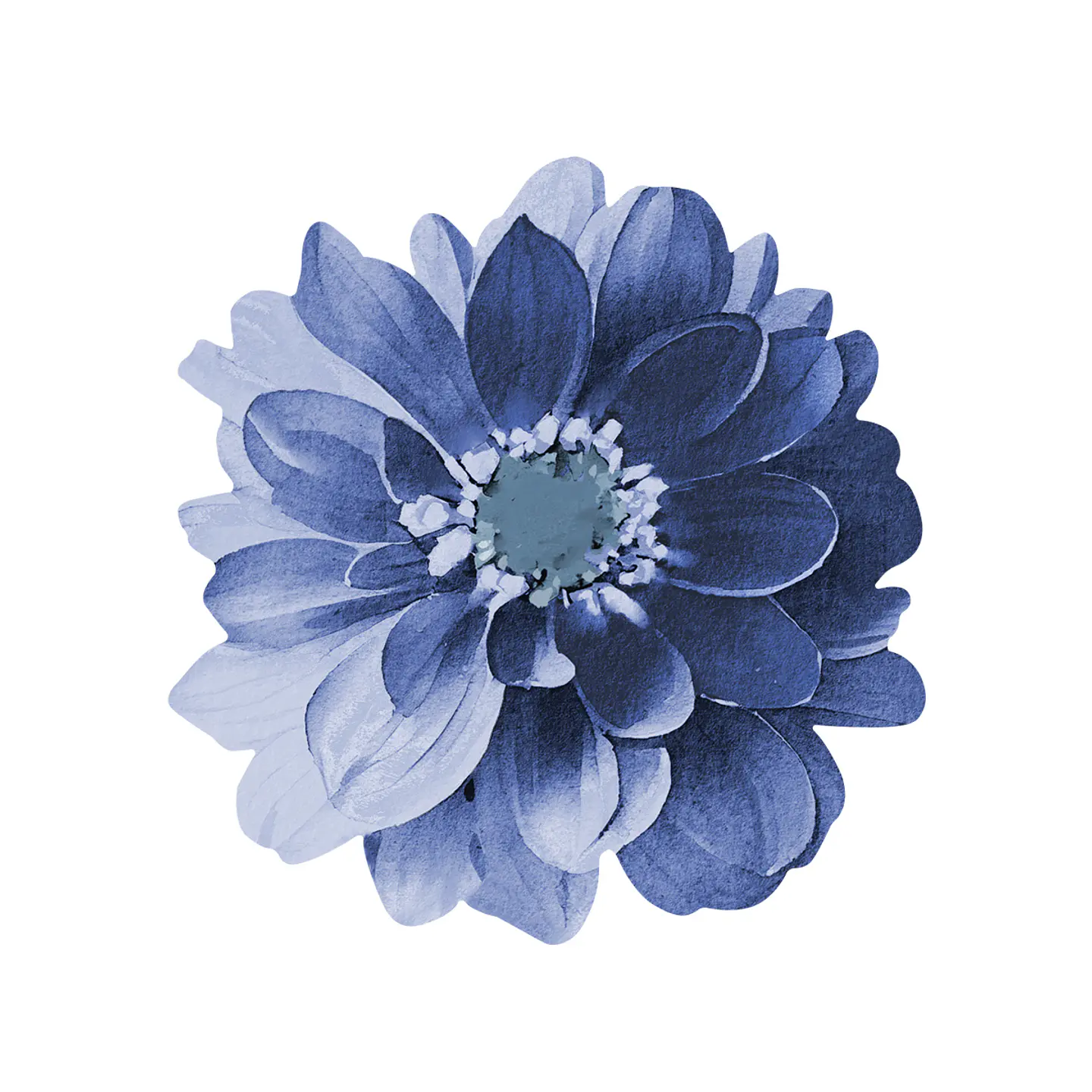 Set 6 Nov Blue Dahlia Flower 1
