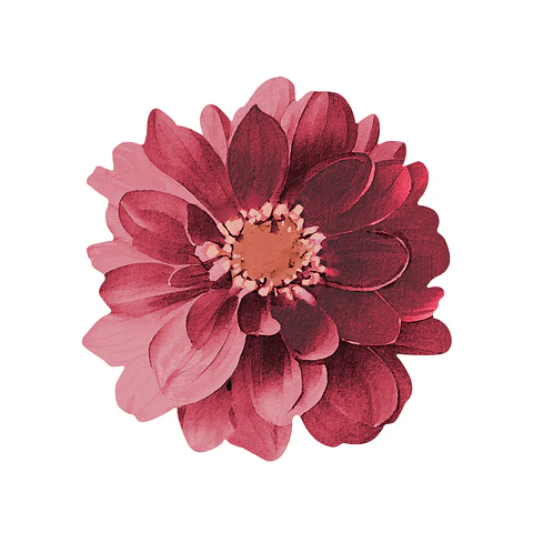 Set 6 Nov Red Dahlia Flower