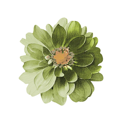Set 6 Nov Green Dahlia Flower