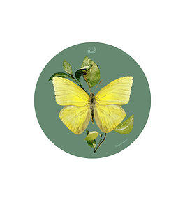 Set 6 Individual Redondo Mariposa Limonera