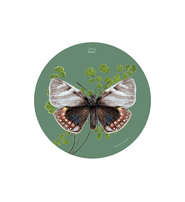 Set 6 Individual Redondo Mariposa del Chagual