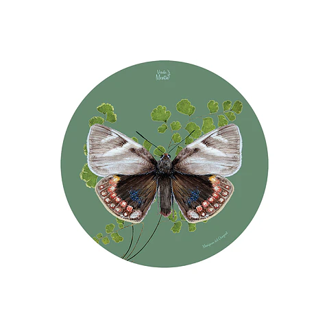 Set 6 Individual Redondo Mariposa del Chagual