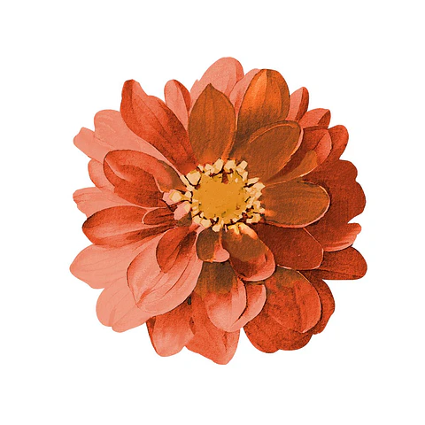 Set 6 Nov Organge Dahlia Flower