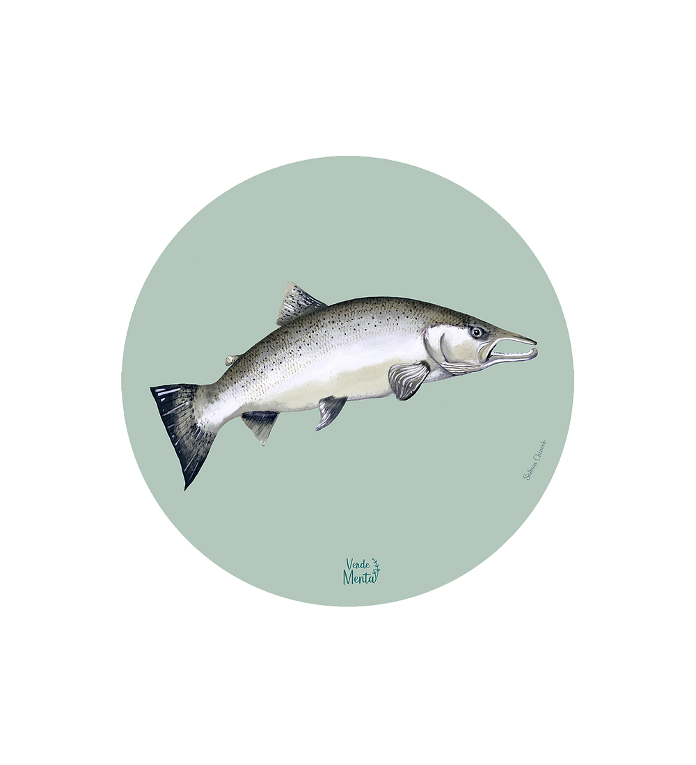 Set 6 Individual Salmón Chinook 37 Cm