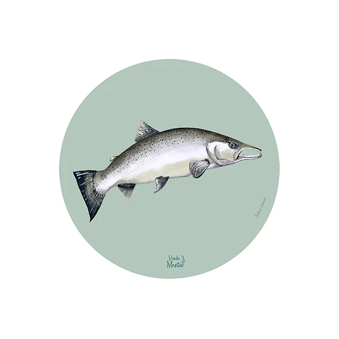 Set 6 Individual Salmón Chinook 37 Cm