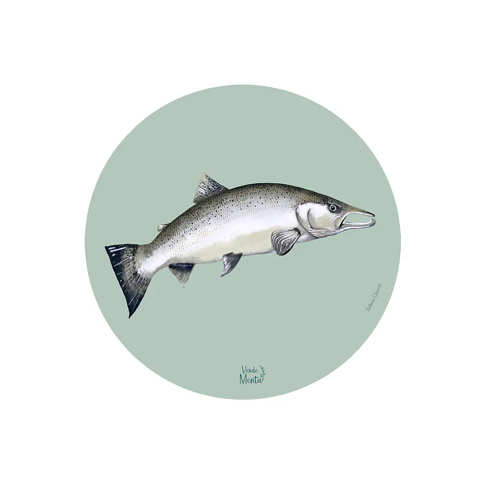 Set 6 Individual Salmón Chinook 37 Cm 1